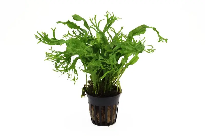 Top-Angebot Windelovfarn, Microsorum windelov, XL Topf, Mutterpflanze