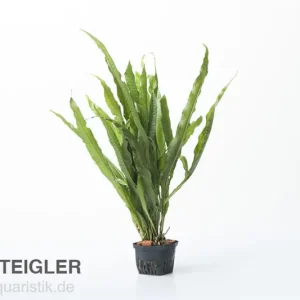 Javafarn, Microsorum pteropus, XL Topf, Mutterpflanze Meistverkauft