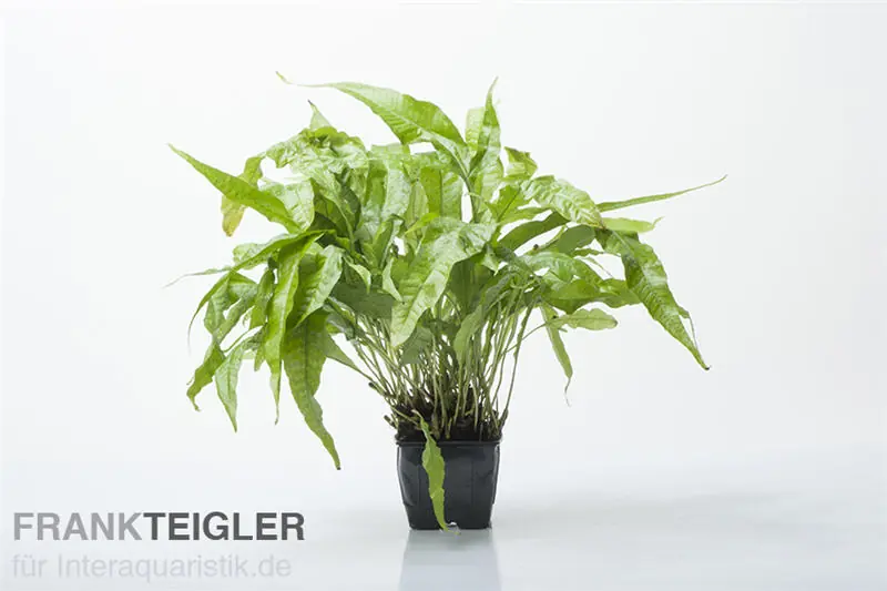 Billig Javafarn, Microsorum pteropus, XXL Topf, Mutterpflanze