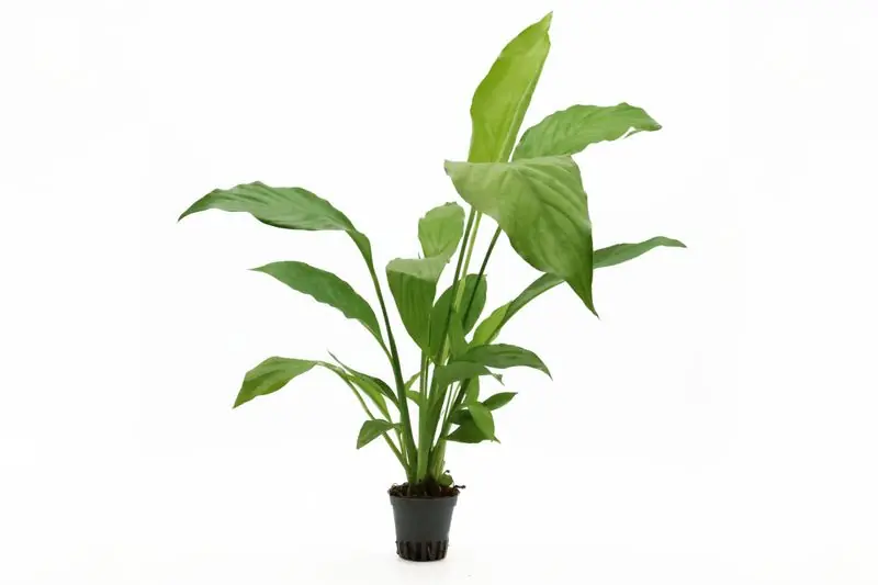 Schneller Versand Einblatt, Spathiphyllum wallisii (Terrariumpflanze), XL Topf