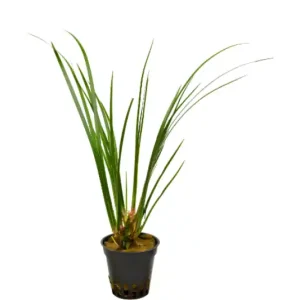 Kalmus, Acorus gramineus (Terrarienpflanze) Letzte Chance