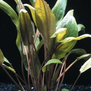 Großer Brauner Wasserkelch, Cryptocoryne wendtii "Mi Oya", im Topf Zertifiziert
