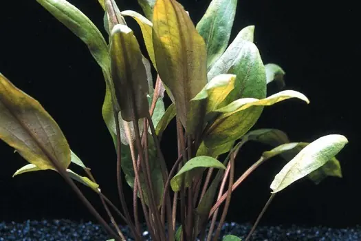 Großer Brauner Wasserkelch, Cryptocoryne wendtii "Mi Oya", im Topf Zertifiziert