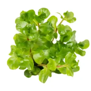 Grüne rundblättrige Rotala, Rotala rotundifolia green, In Vitro Schnäppchen