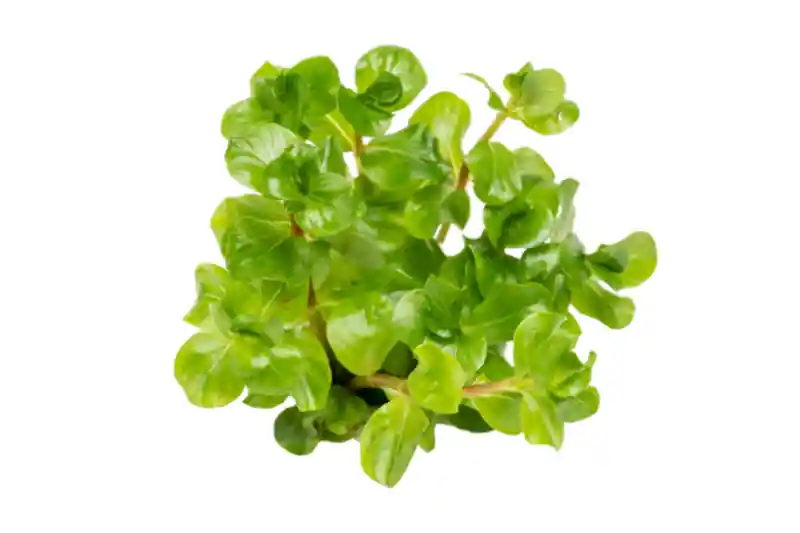 Grüne rundblättrige Rotala, Rotala rotundifolia green, In Vitro Schnäppchen