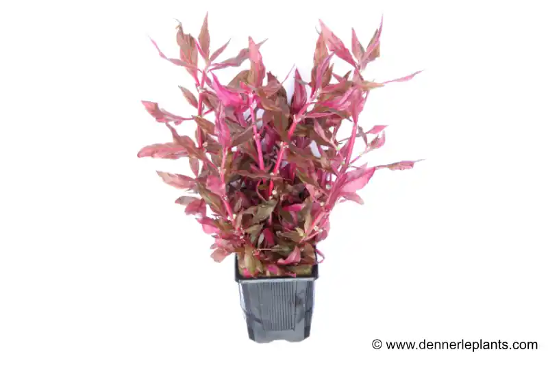 Rosanerviges Papageienblatt, Alternanthera reineckii "Red Ruby", XXL Mutterpflanze Jetzt Kaufen