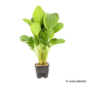 Echinodorus "Kleiner Bär", XL-Topf, Mutterpflanze Online Kaufen
