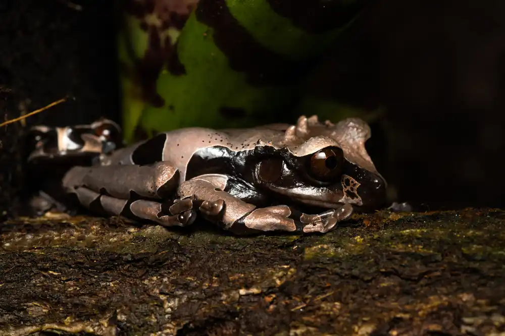 Abverkauf Kronenlaubfrosch, Triprion spinosa