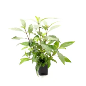 Zweigestreifter Wasserfreund, Hygrophila corymbosa, XXL Mutterpflanze Finale Aktion