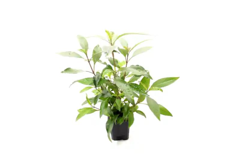 Zweigestreifter Wasserfreund, Hygrophila corymbosa, XXL Mutterpflanze Finale Aktion