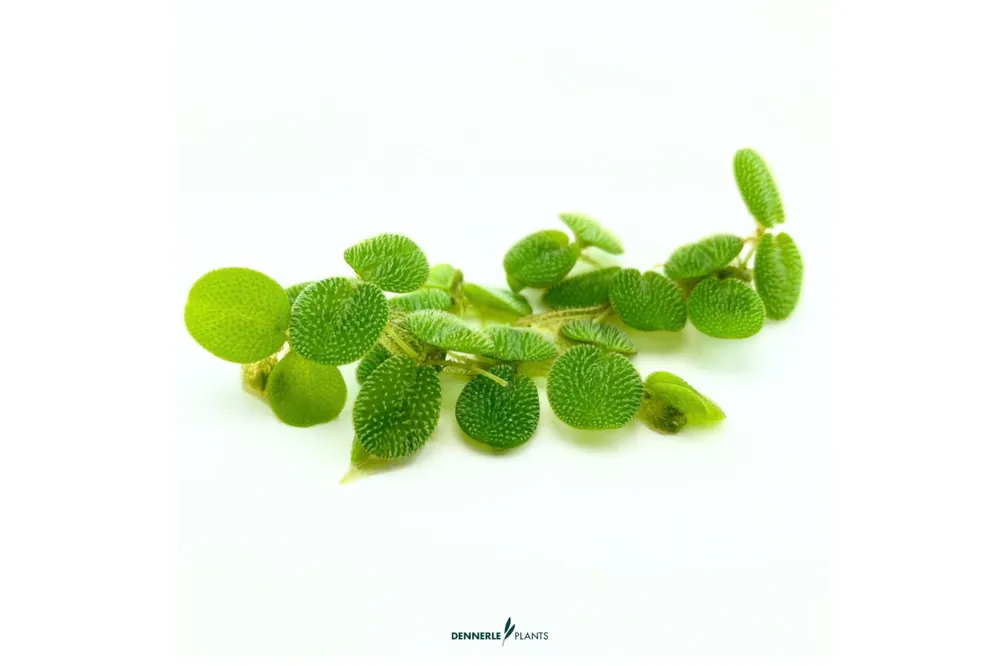 Garantierte Lieferung Kleiner Schwimmfarn, Salvinia minima, 100 ml lose im Becher