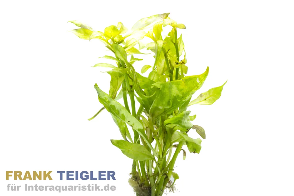 Heckenartiges Papageienblatt, Alternanthera ficoidea, im Topf Sofort Bestellen
