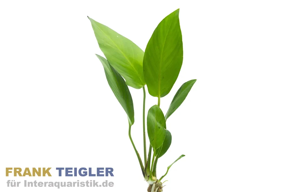 Gillets Speerblatt, Anubias gilletii, im Topf Preis Gesenkt