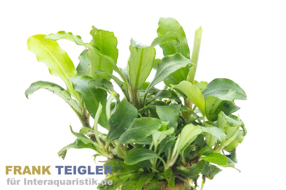 Bucephalandra sp. "Wavy Green", im Topf Versand Am Gleichen Tag