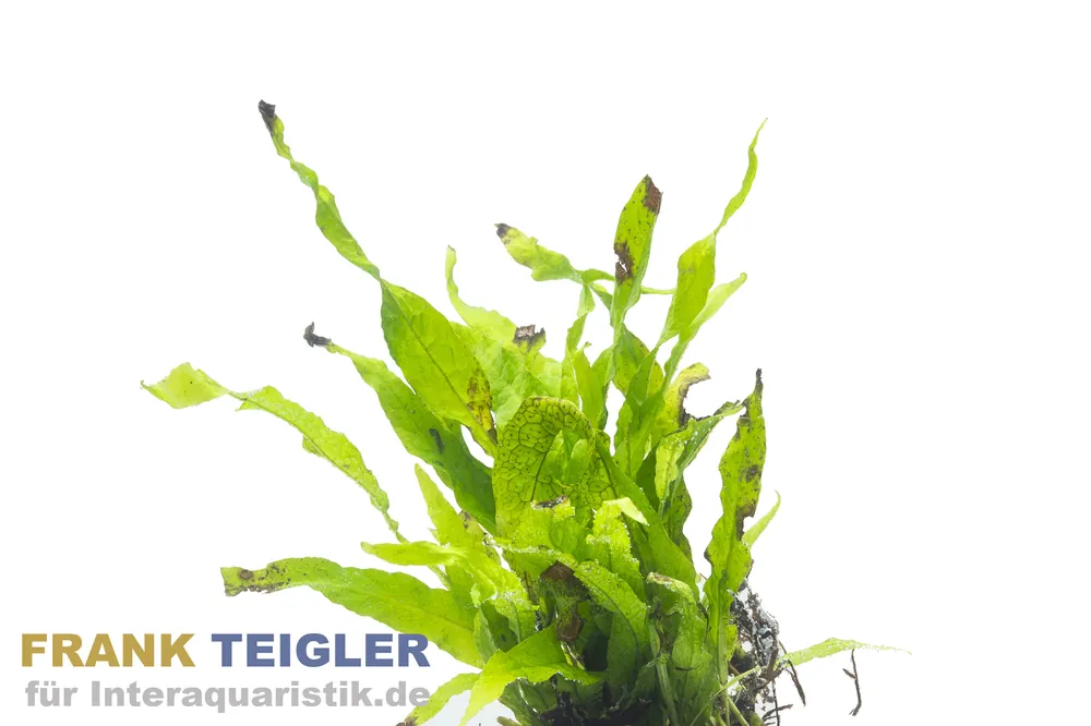Kleiner Javafarn, Microsorum pteropus sp. Petite, im Topf Saisonangebot