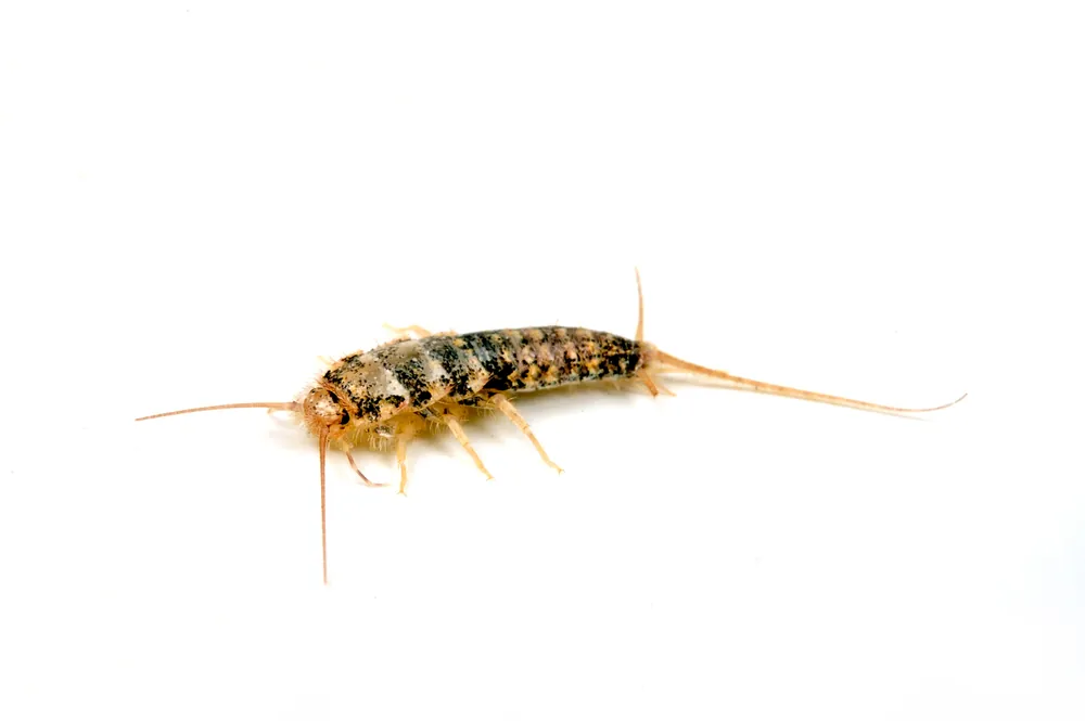 Wochenendangebot Ofenfischchen, Thermobia domestica, 500 ml Zuchtansatz