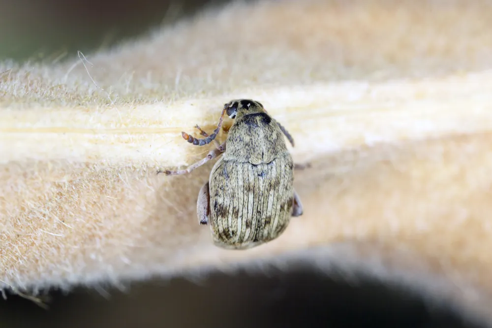 Online Kaufen Bohnenkäfer, Bruchus maculatus, 500 ml Zuchtansatz