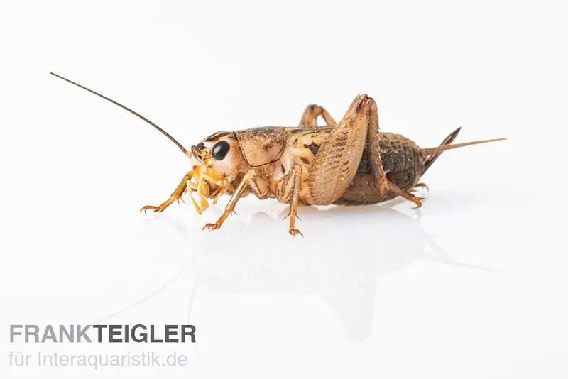 Jetzt Bestellen Steppengrillen, micro, Futterinsekten ca. 100 Stück