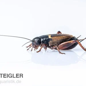 Mittelmeergrillen, groß (8), Futterinsekten ca. 500 Stück lose Bestseller