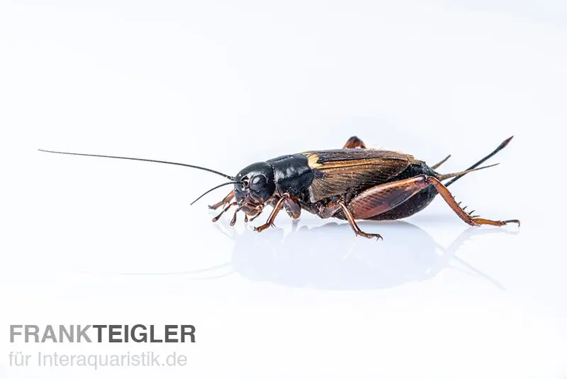 Mittelmeergrillen, groß (8), Futterinsekten ca. 500 Stück lose Bestseller