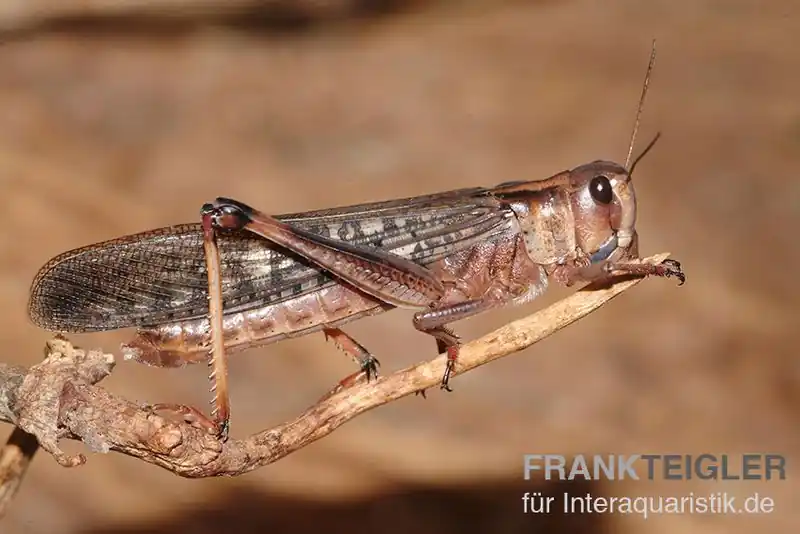 Wanderheuschrecken, subadult, ca. 12 Stück Garantierte Lieferung