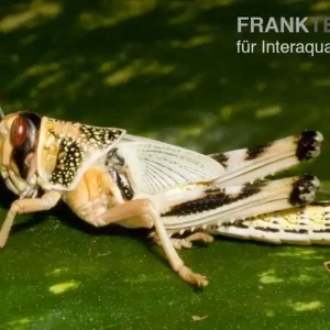 Neu Wüstenheuschrecken, subadult, 12 Stück