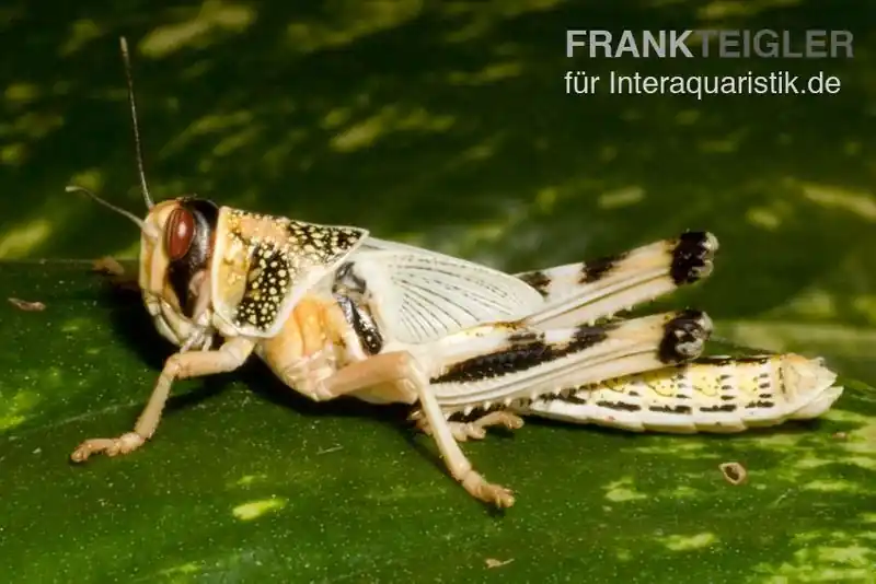 Neu Wüstenheuschrecken, subadult, 12 Stück