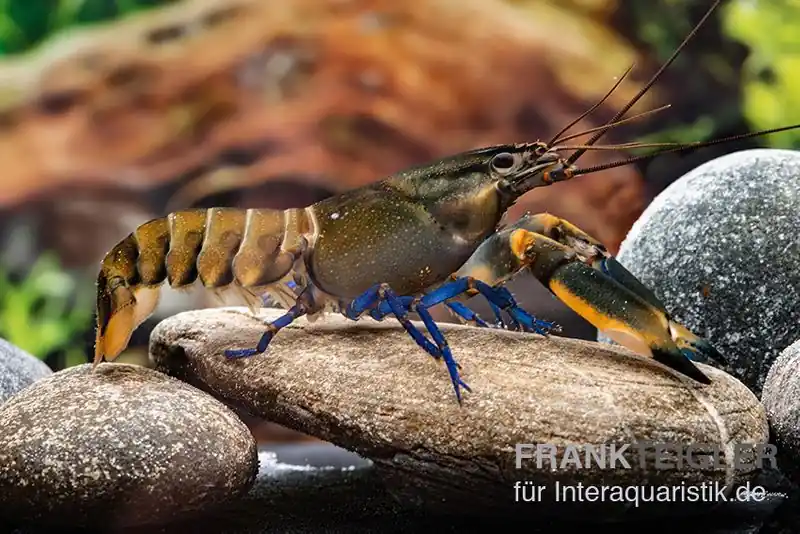 Roter Kambuayakrebs, Cherax spec. Kambuaya Creek Red Claw - Pärchen Direkt Vom Hersteller