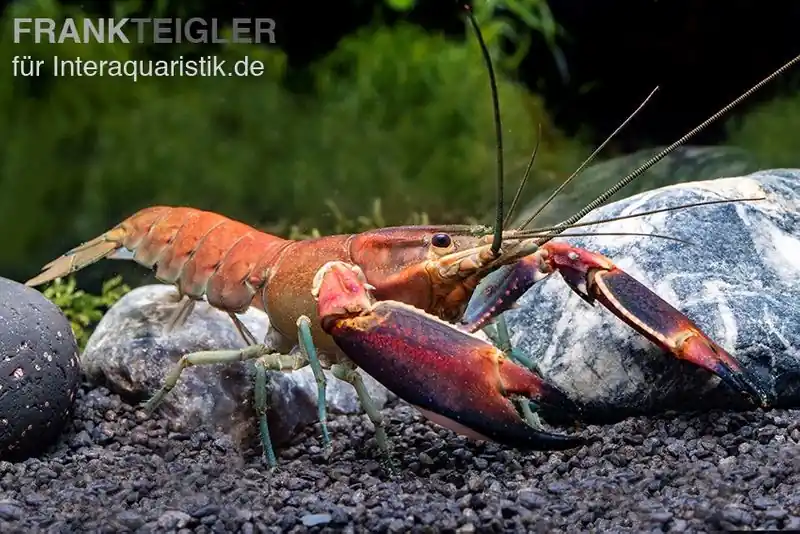 Roter Papuakrebs, Cherax boesemani (Cherax Red Brick/ Red Chilli) - Männchen Jetzt Bestellen