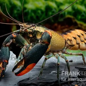 Abverkauf Schwarzer Tigerkrebs, Cherax sp. "Black Tiger" - Weibchen