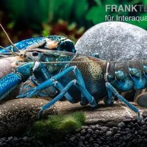 Aktuell Blauer Papua-Flusskrebs, Cherax communis - Pärchen