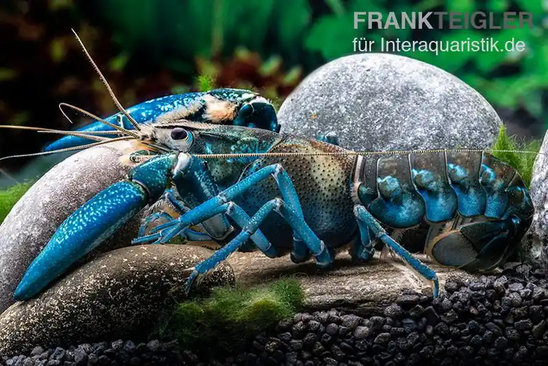 Aktuell Blauer Papua-Flusskrebs, Cherax communis - Pärchen