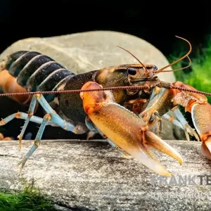 "Red Claw" Tigerkrebs, Cherax peknyi var. "Red Claw" - Weibchen Heißes Angebot