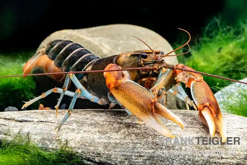 "Red Claw" Tigerkrebs, Cherax peknyi var. "Red Claw" - Weibchen Heißes Angebot