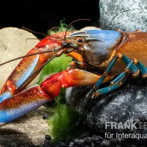 Sonderaktion "Blue Claw" Tigerkrebs, Cherax peknyi var. "Blue Claw" - Zufällig
