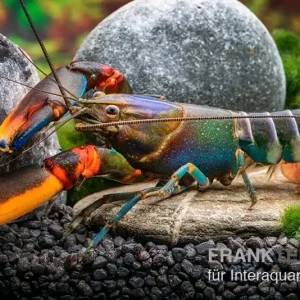 Blauer Rotscheren-Tigerkrebs, Cherax alyciae "Blue Kong Red Claw" - Pärchen Finale Aktion