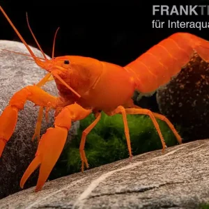Jetzt Bestellen Superorangener Aprikosenkrebs, Cherax cf. holthuisi - Zufällig
