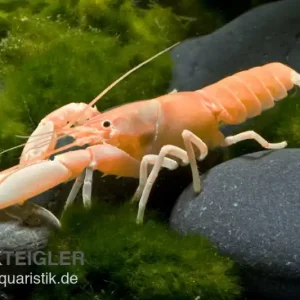 Aprikosenkrebs, Cherax holthuisi - Weibchen Solange Der Vorrat Reicht