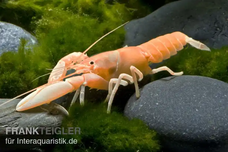 Aprikosenkrebs, Cherax holthuisi - Weibchen Solange Der Vorrat Reicht