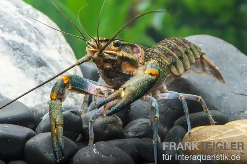 Rotscherenkrebs, Cherax quadricarinatus - Zufällig Aktuell