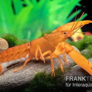Günstig Goldener Cherax, Cherax cf. snowden - Männchen