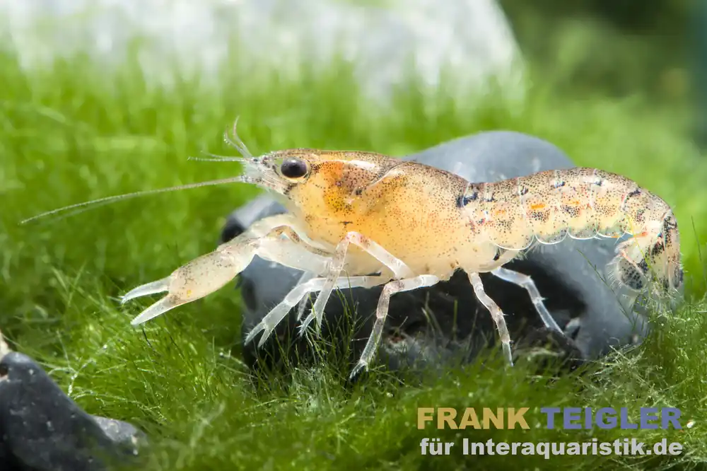 Mega-Angebot Kleinster Zwergkrebs, Cambarellus diminutus - Weibchen