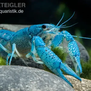 Zertifiziert Blauer Floridakrebs, Procambarus alleni - Zufällig