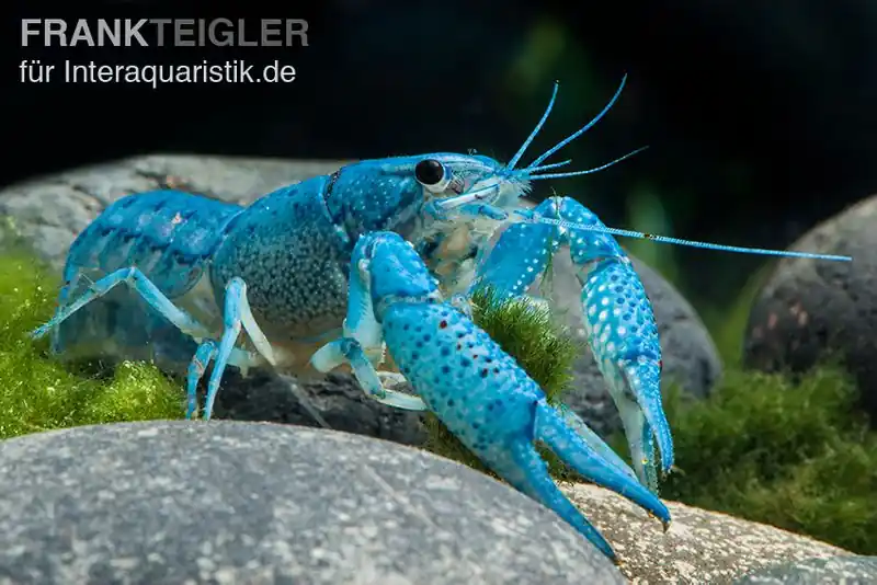 Zertifiziert Blauer Floridakrebs, Procambarus alleni - Zufällig