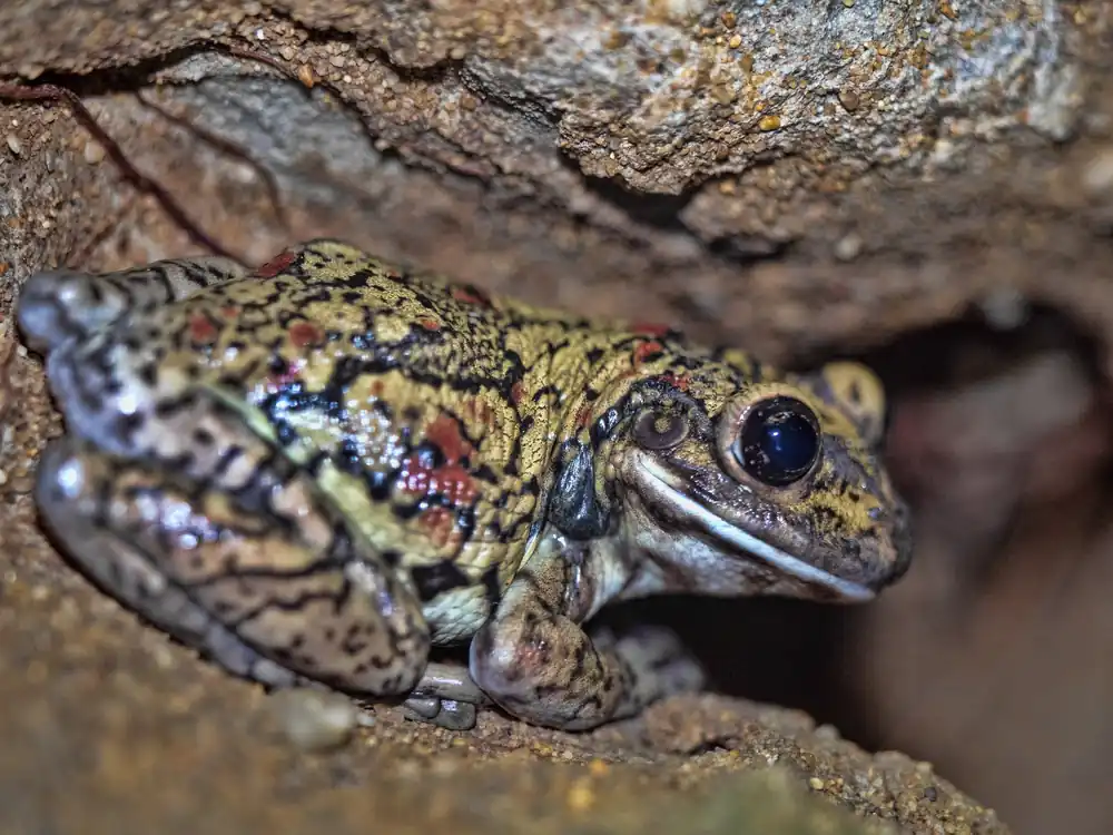 Abverkauf Schwarzgefleckter Riesenlaubfrosch, Trachycephalus nigromaculatus