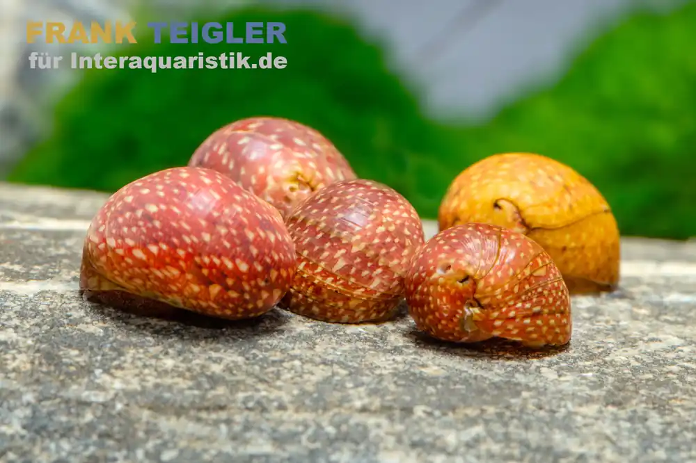 Mini-Rennschnecke Fancy Pink, Clithon sp. Fancy pink Sale