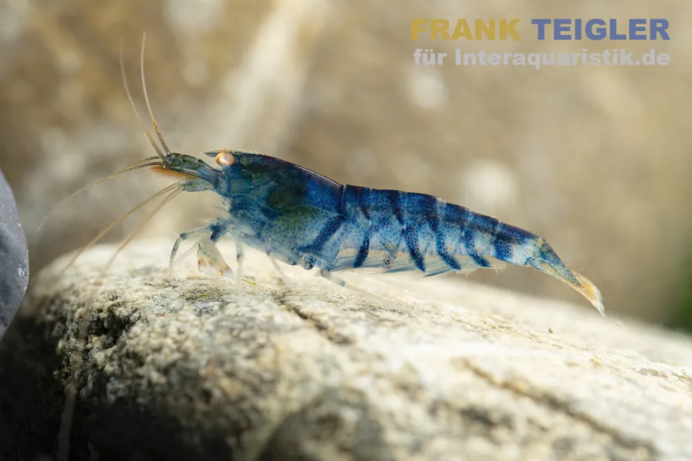 Finale Aktion Eisblaue Tigergarnele Golden Eye, Caridina mariae