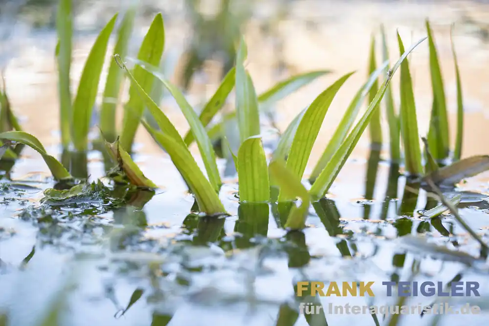 Krebsschere/Wasseraloe, Stratiotes aloides, lose Pflanze Must-Have