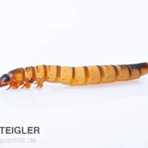Zophobas morio, Schwarzkäferlarven, 1 kg (Großpackung) Garantierte Lieferung