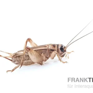 Neue Kollektion Heimchen, micro (2), Futterinsekten ca. 150 Stück